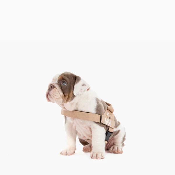 Dog Harness + FREE D-ring