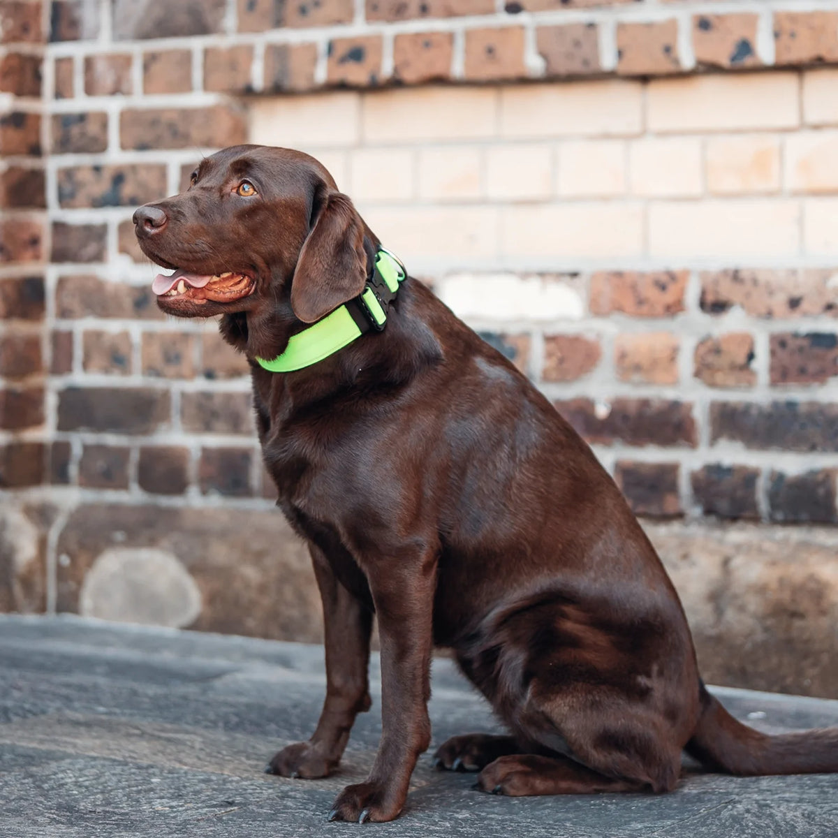 Collar Walk Set - Neon Green