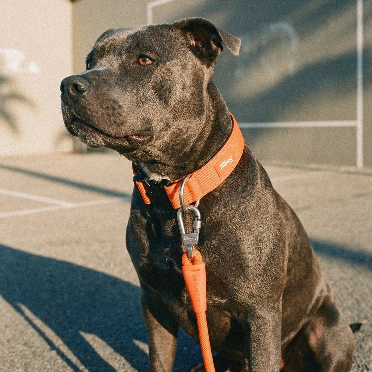 Collar Walk Set - Hi-Vis Orange