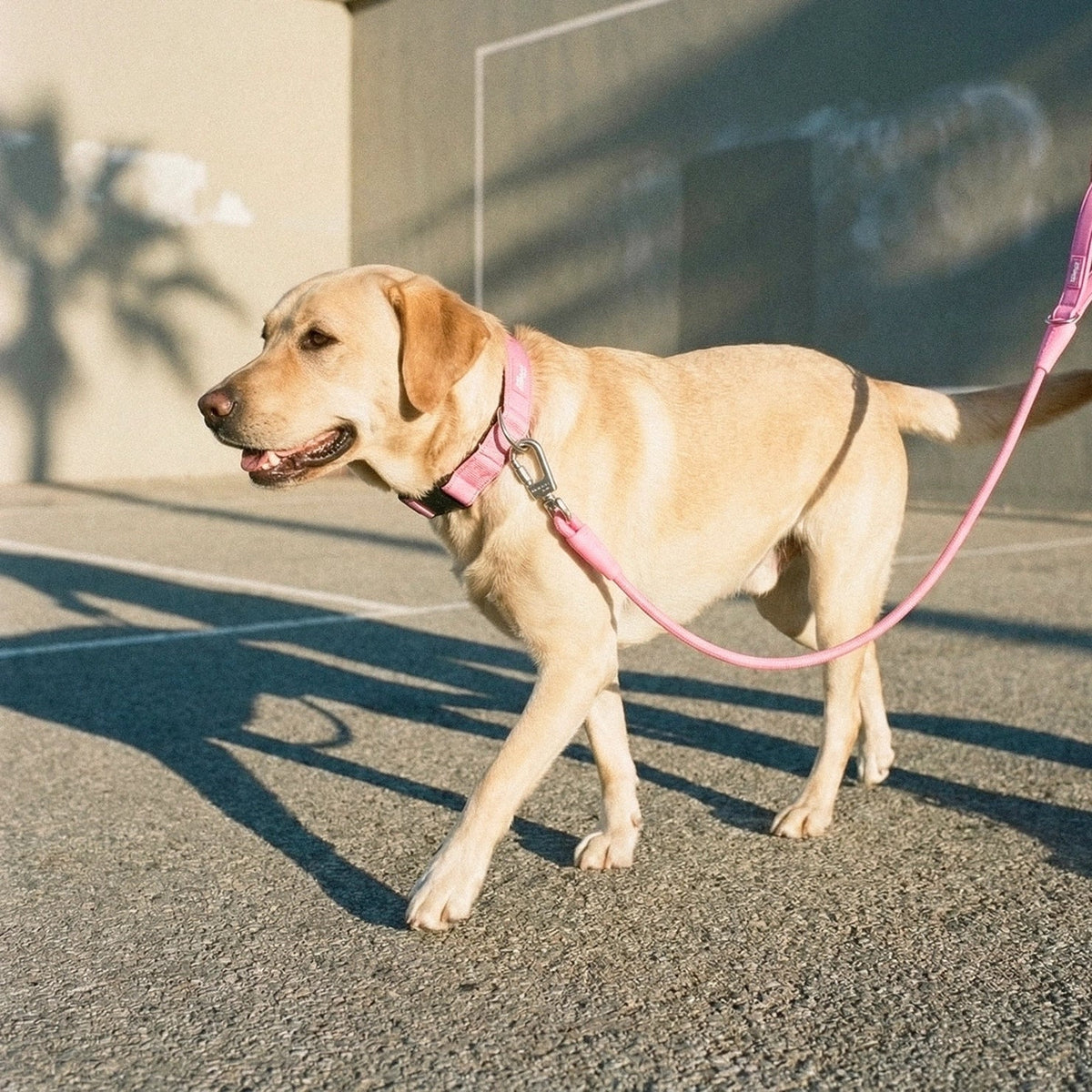 Collar Walk Set - Pink