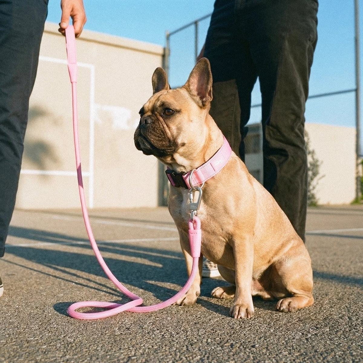 Collar Walk Set - Pink