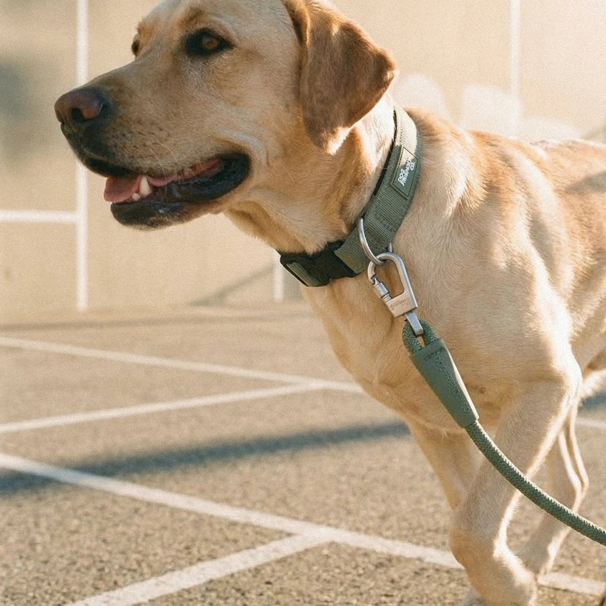 Collar Walk Set - Khaki