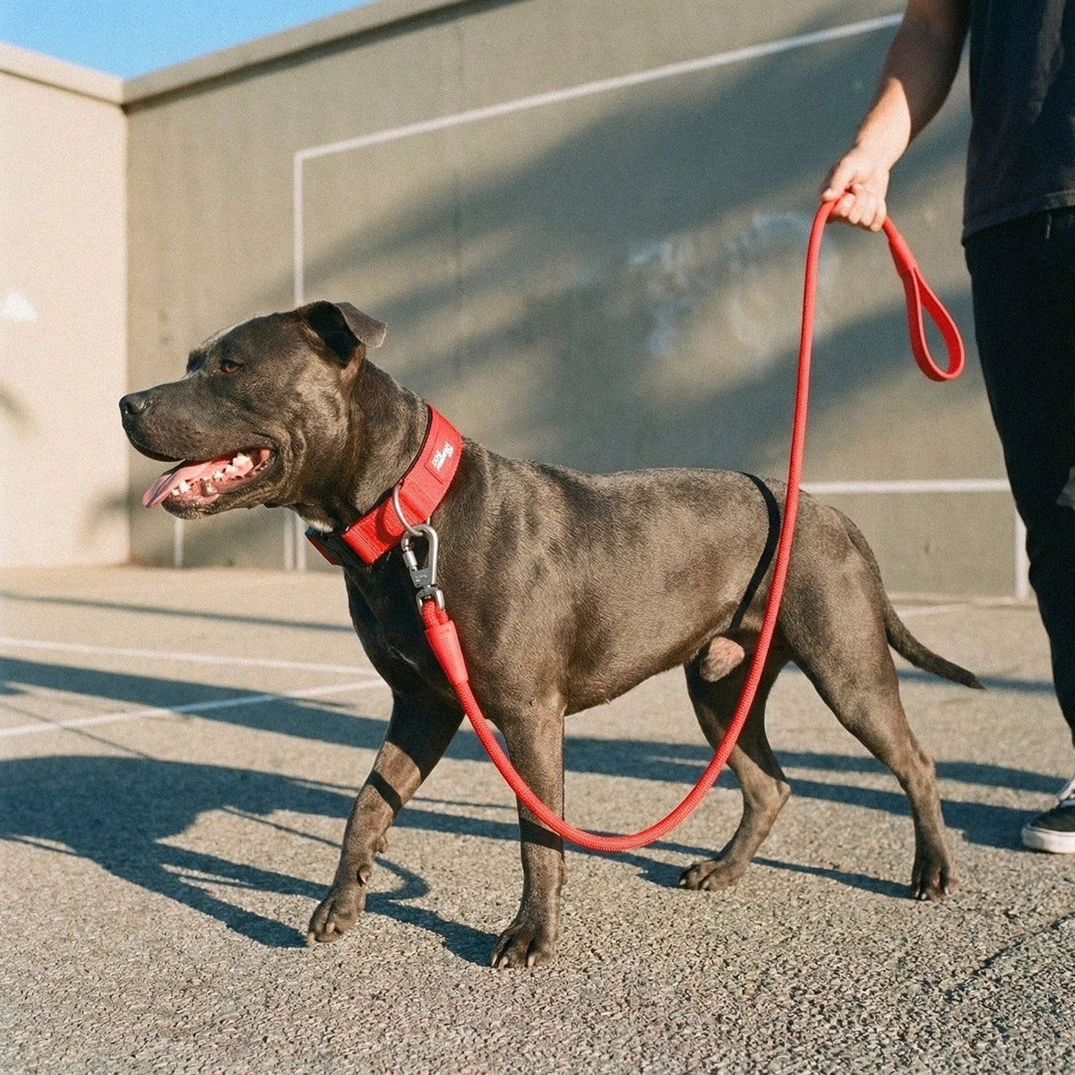 Collar Walk Set - Red