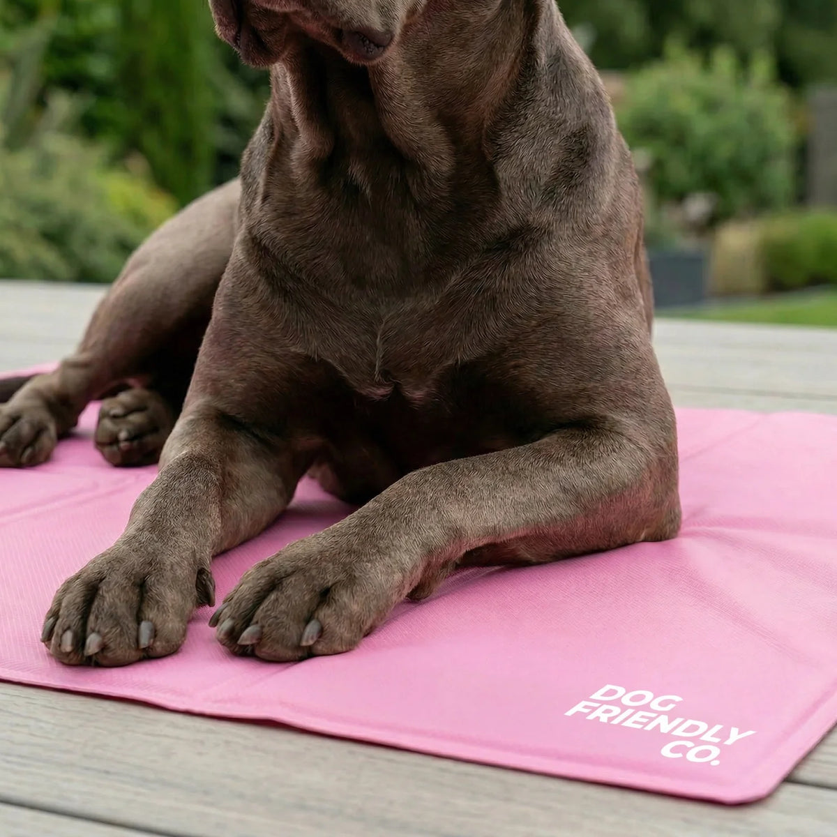 Dog Cooling Mat