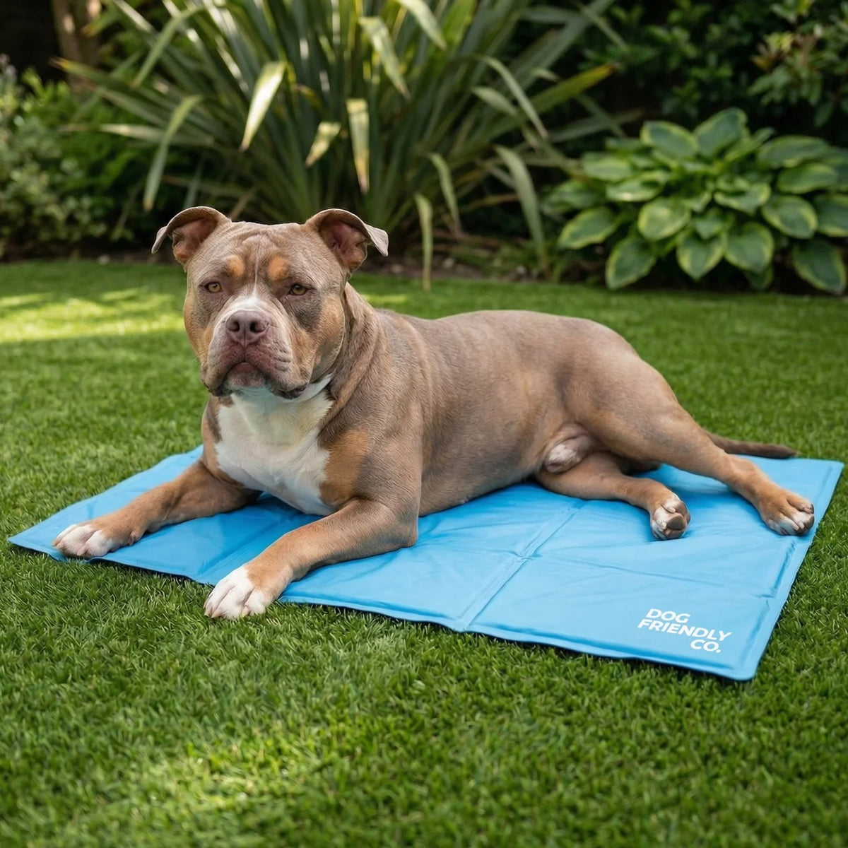 Dog Cooling Mat