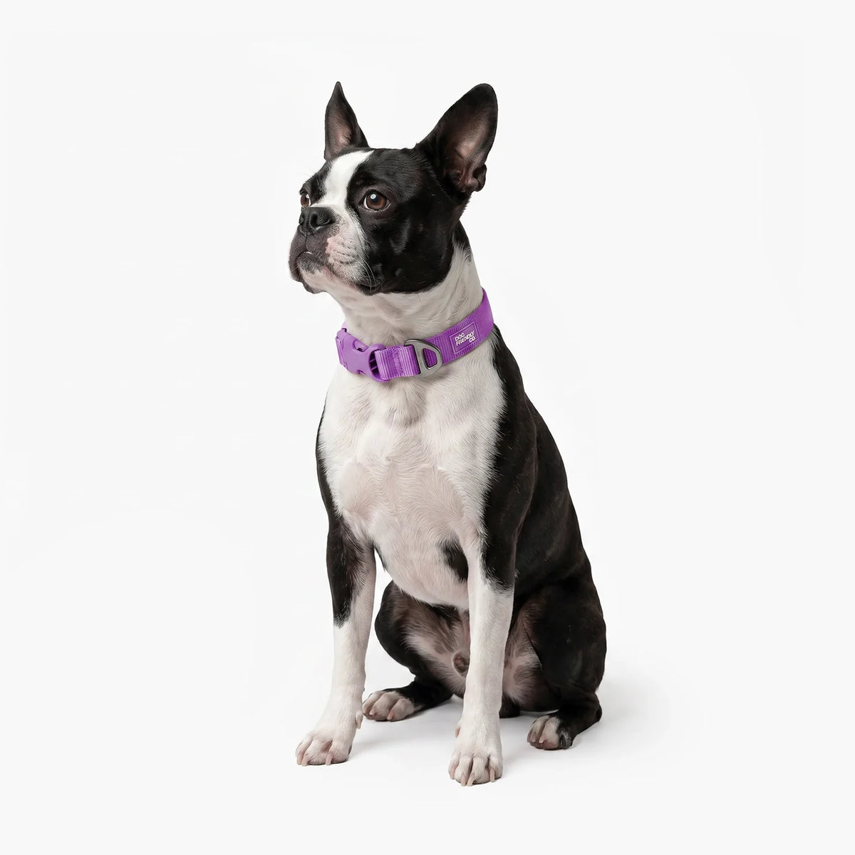 Essentials Collar - Purple