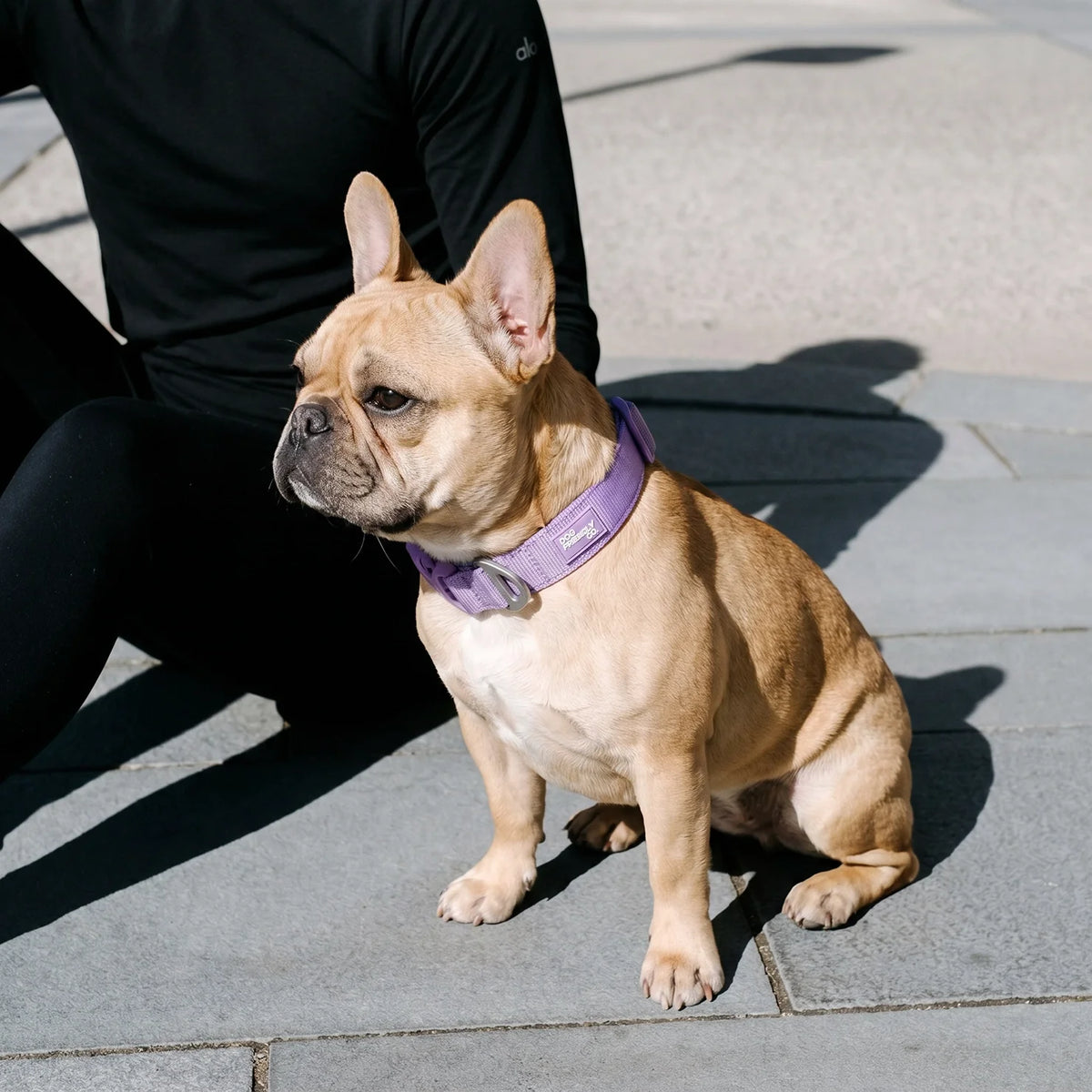 Essentials Collar - Purple
