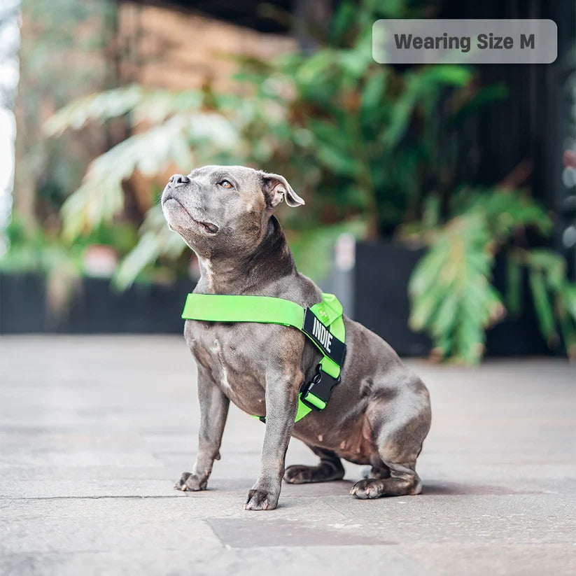 Dog Harness + FREE D-ring
