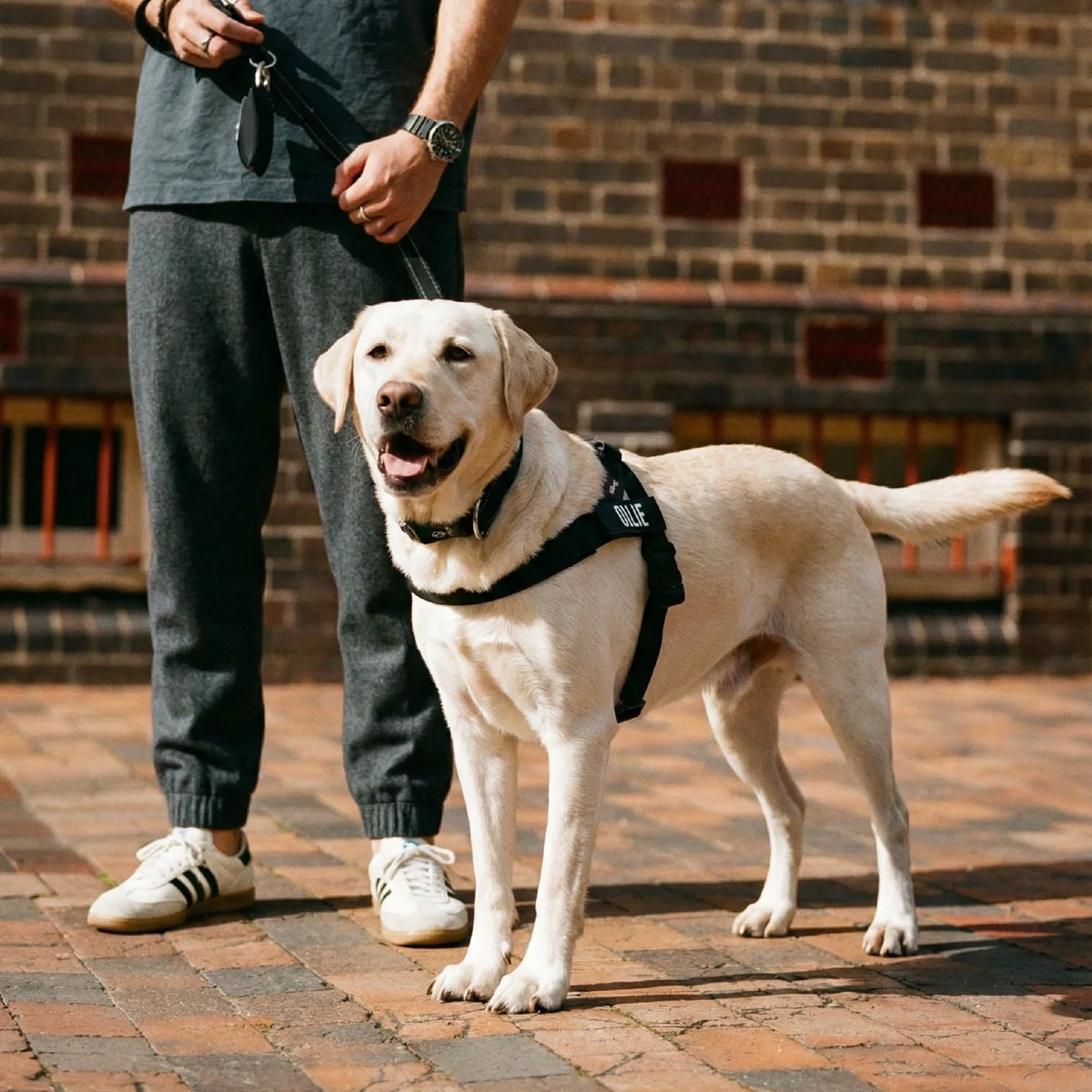 Dog wearing a Black personalised harness shown from the side with The Black Tactical Collar, and a Black Leash with Black Poo bag Holder.