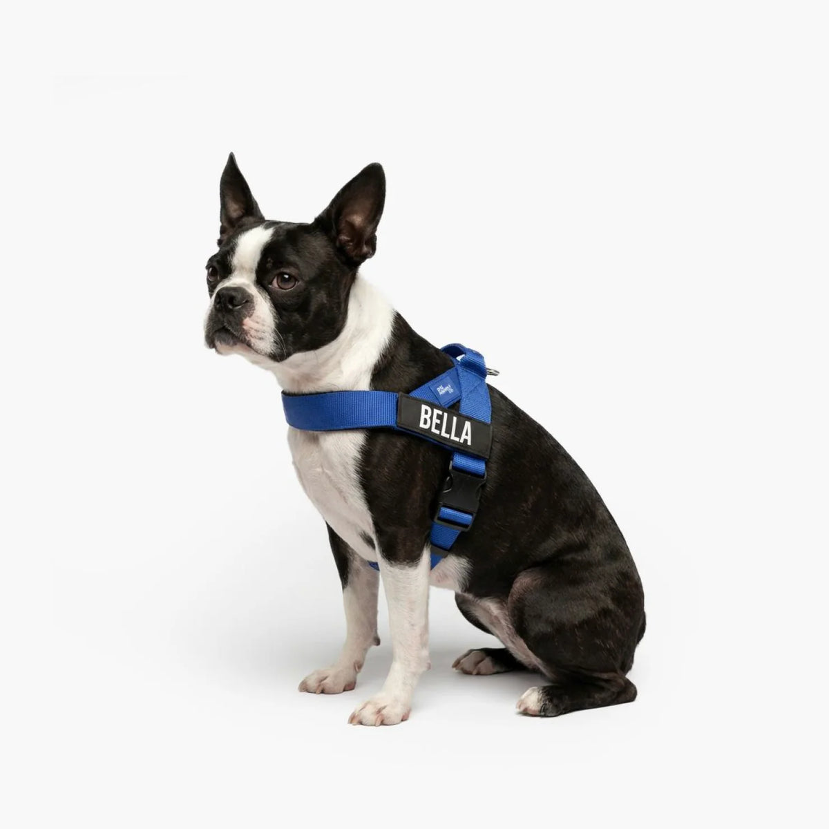 Dog wearing a Classic Blue personalised harness shown from the side.