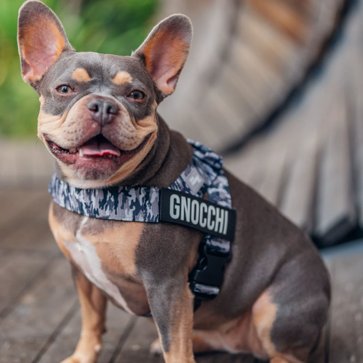 Dog wearing a Grey Camo personalised harness shown from the side.