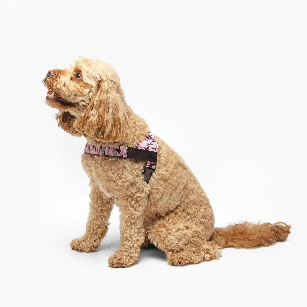 Dog wearing a Pink Camo personalised harness shown from the side.