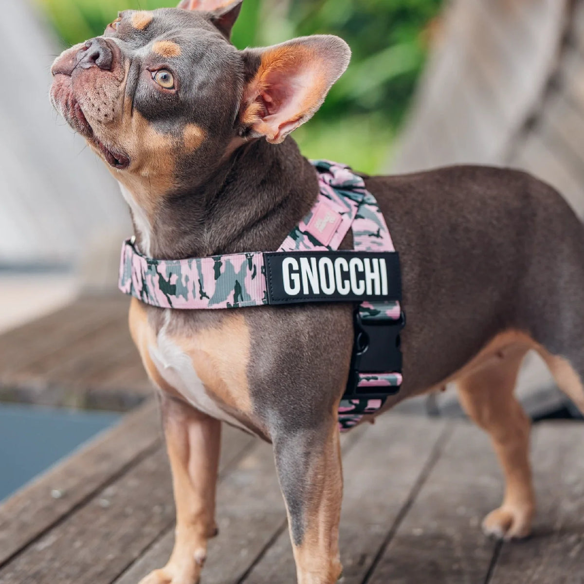 Dog wearing a Pink Camo personalised harness shown from the side.