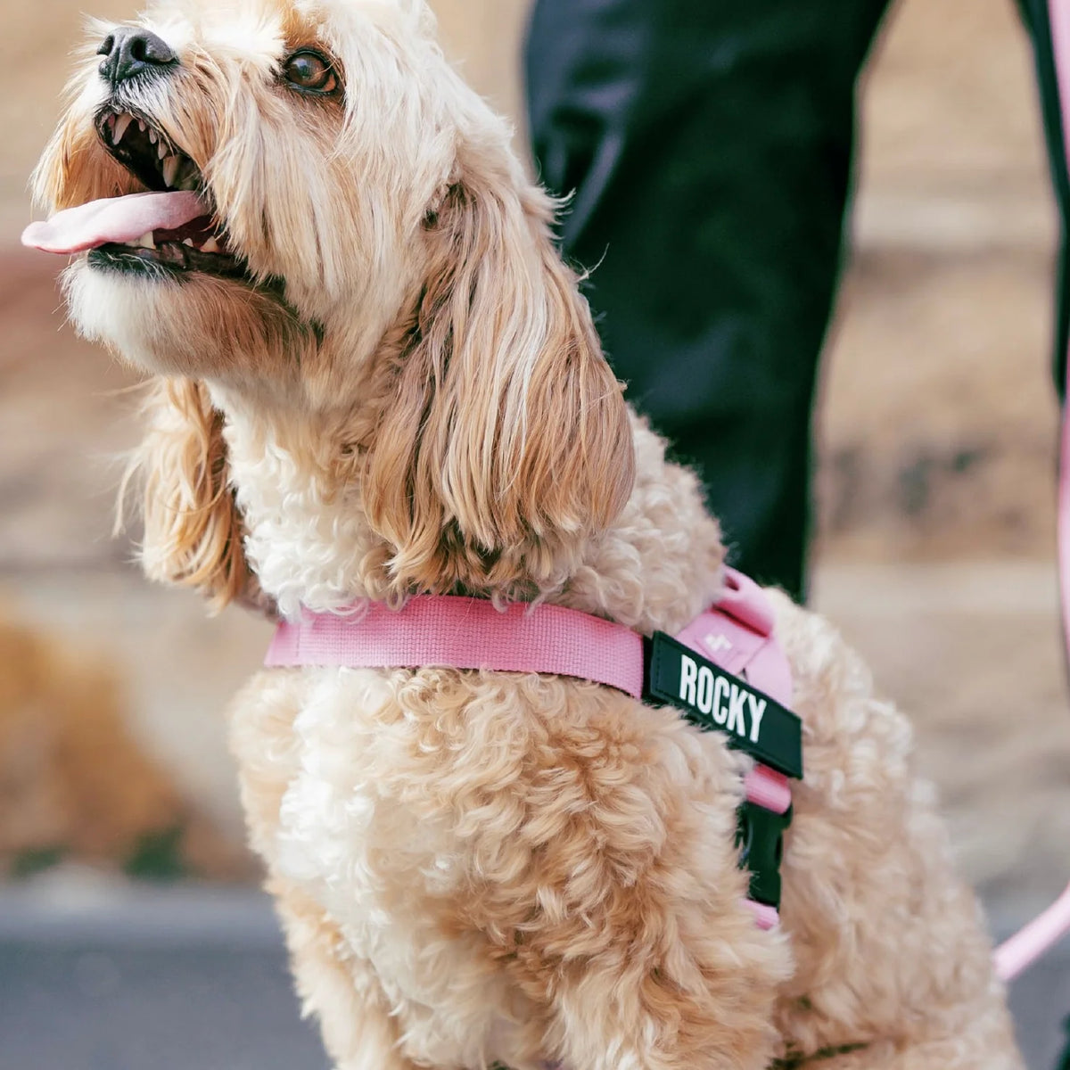 Dog wearing a Pink personalised harness shown from the side.