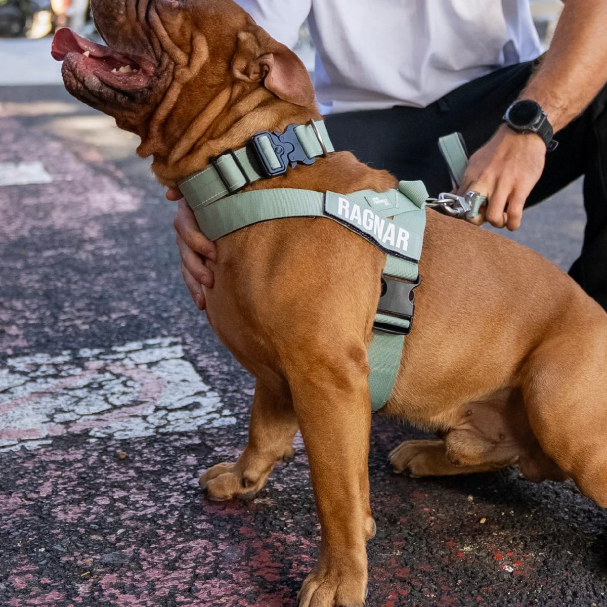 Dog wearing a Khaki personalised harness shown from the side with the Khaki Tactical Collar.