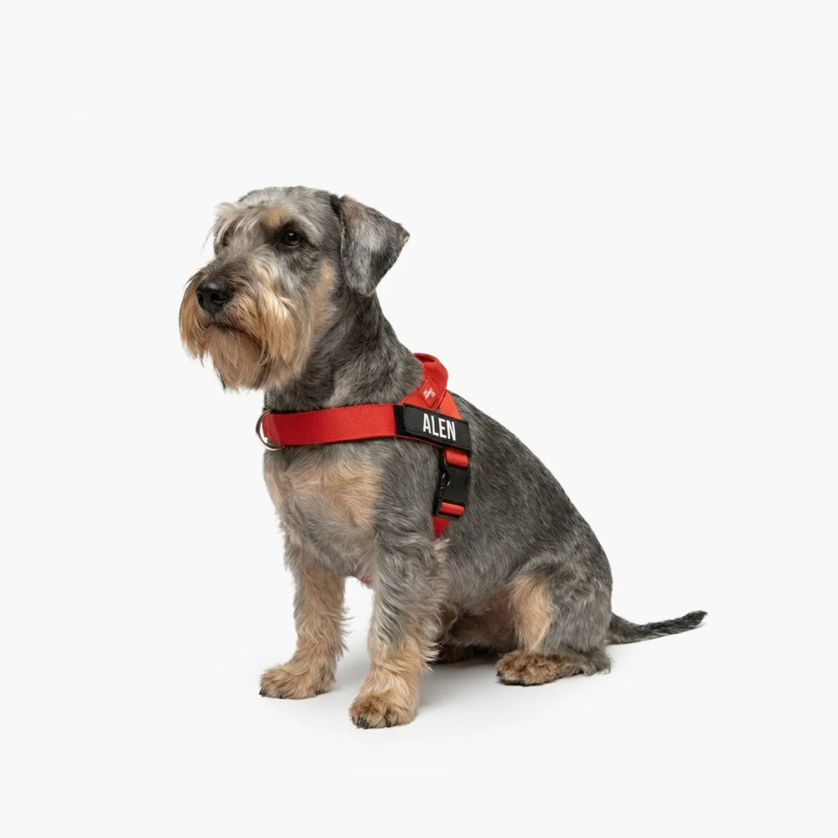 Dog wearing a Red personalised harness shown from the side.
