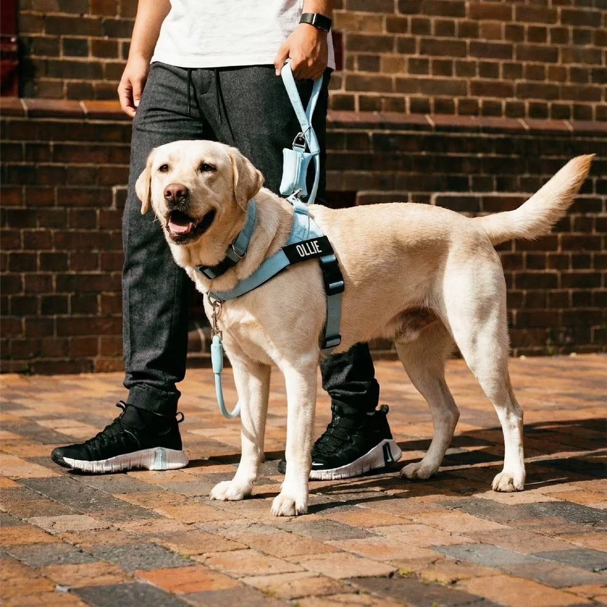 Dog wearing a Sky Blue personalised harness shown from the side with the No-Pull D-ring, Sky Blue Tactical Collar, and a Sky Blue Rope Leash with Sky Blue Poo bag Holder.