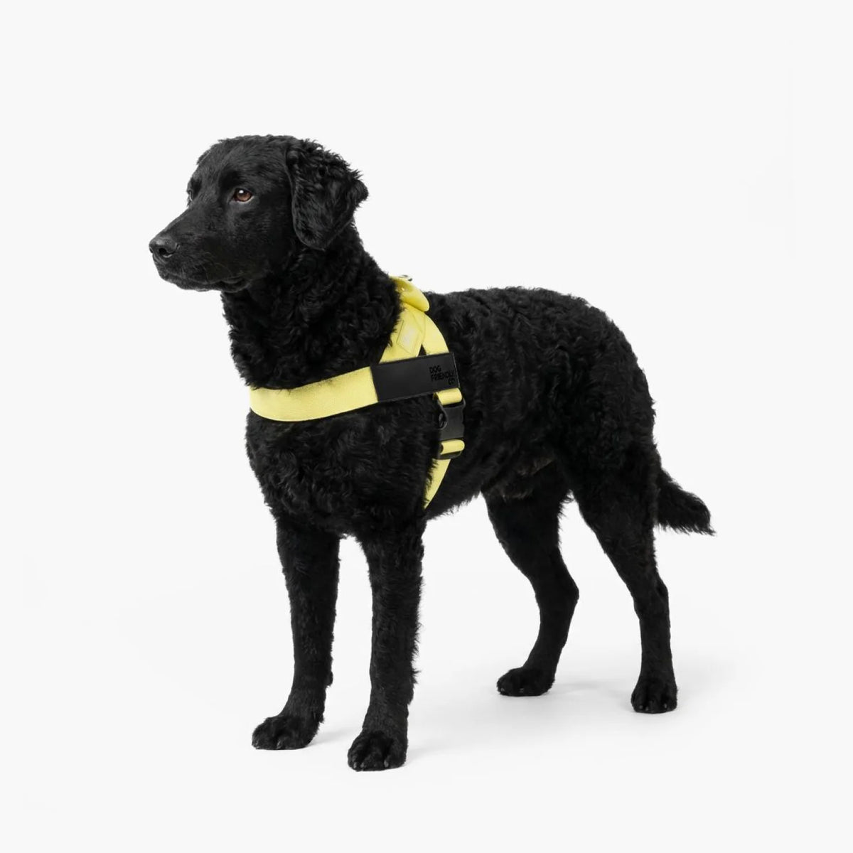 Dog wearing a Yellow personalised harness shown from the side.