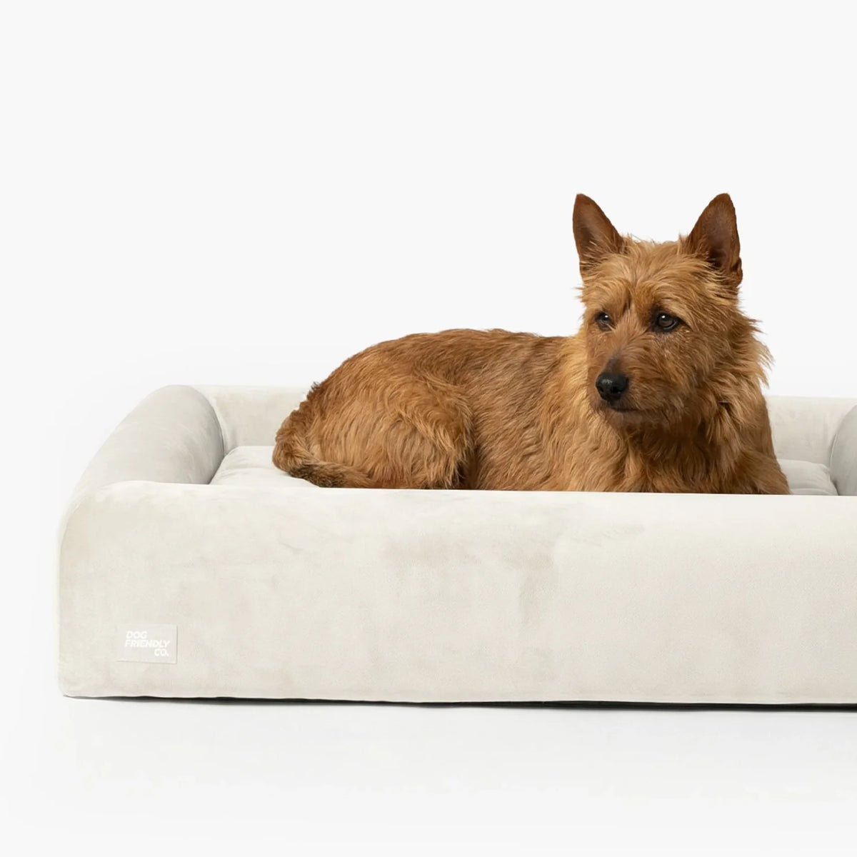 Premium Orthopedic Memory Foam Dog Bed - Beige (Large) (LP)