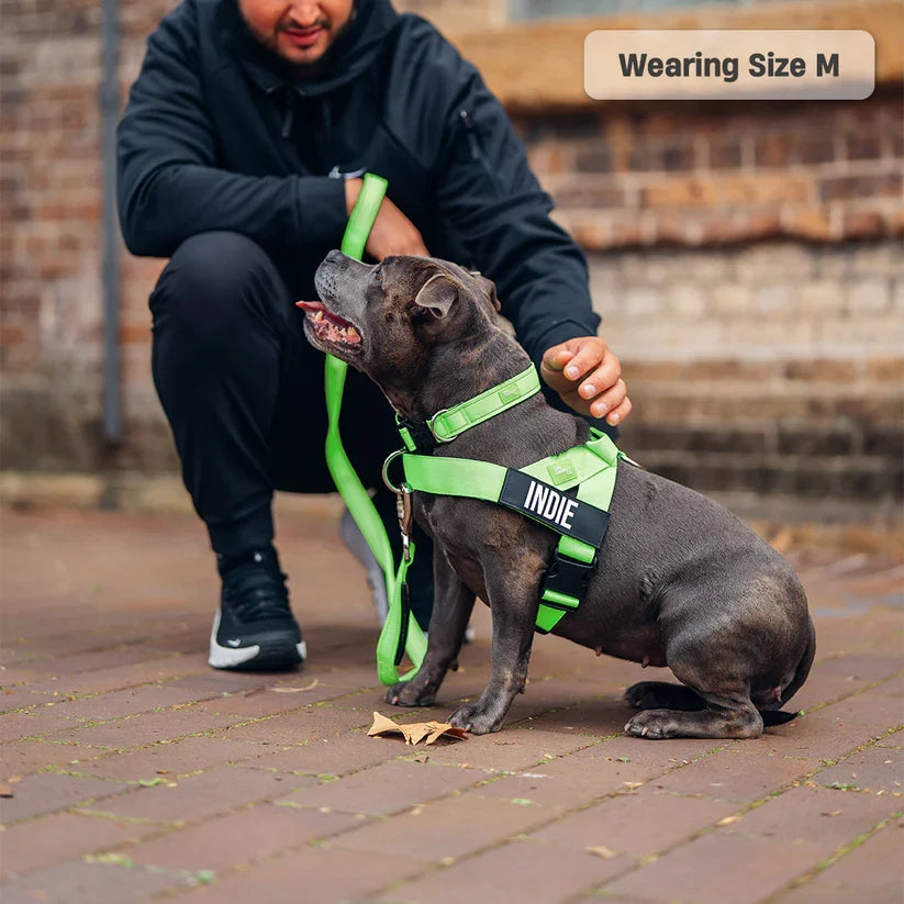 Dog Harness + FREE D-ring