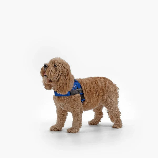 Dog Harness + FREE D-ring