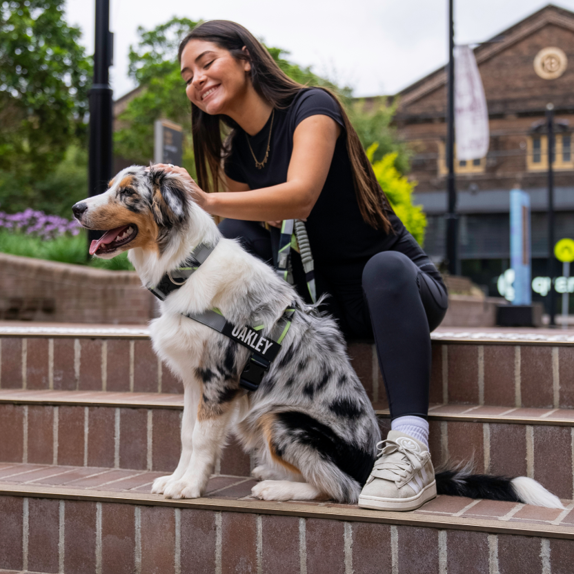 Bungee Dog Leash