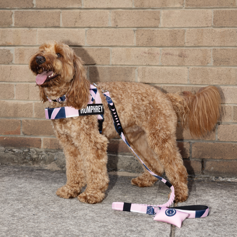 Bungee Dog Leash