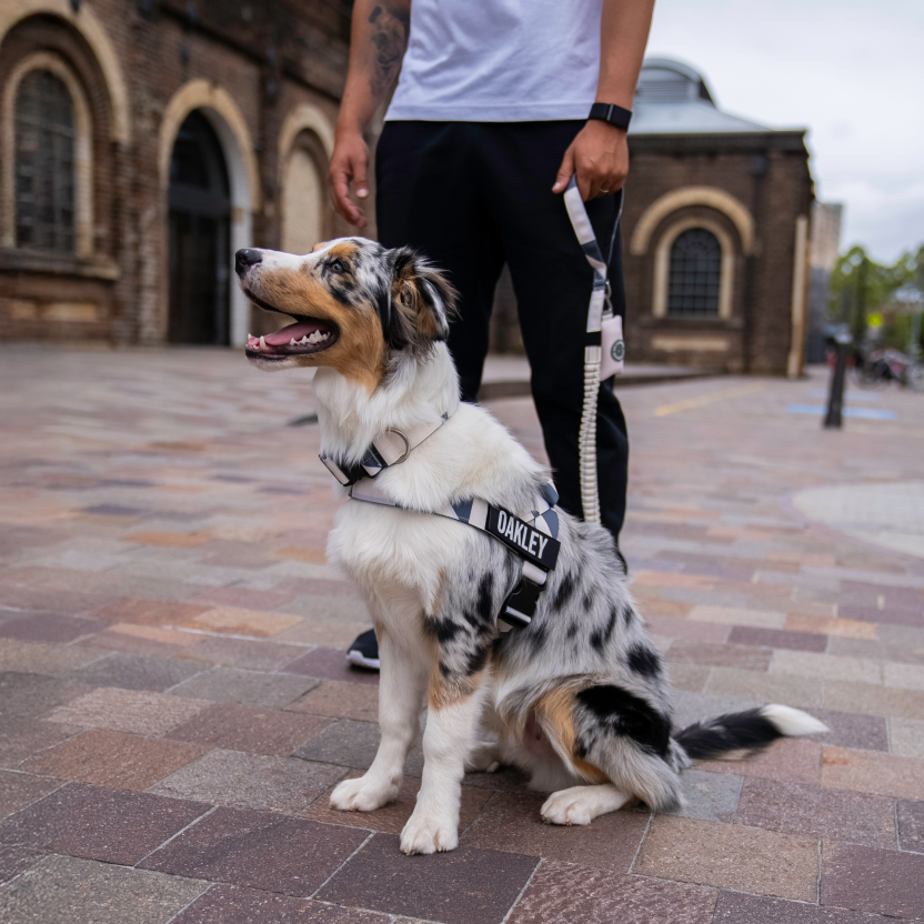 Bungee Dog Leash