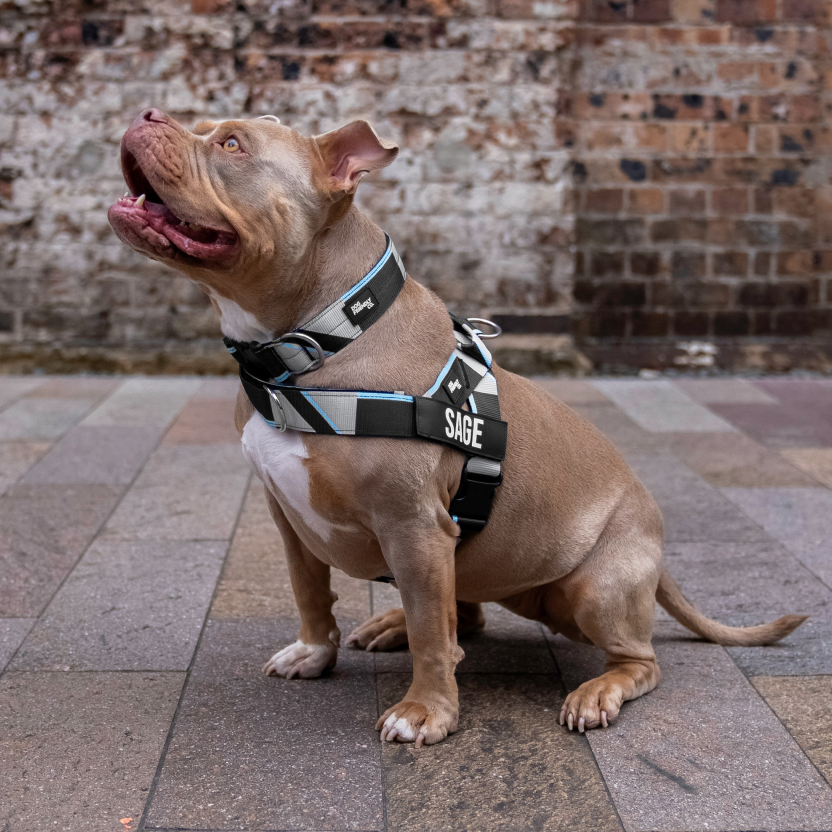 Bungee Dog Leash
