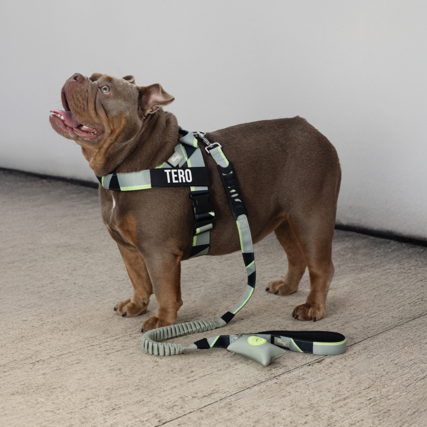 Bungee Dog Leash