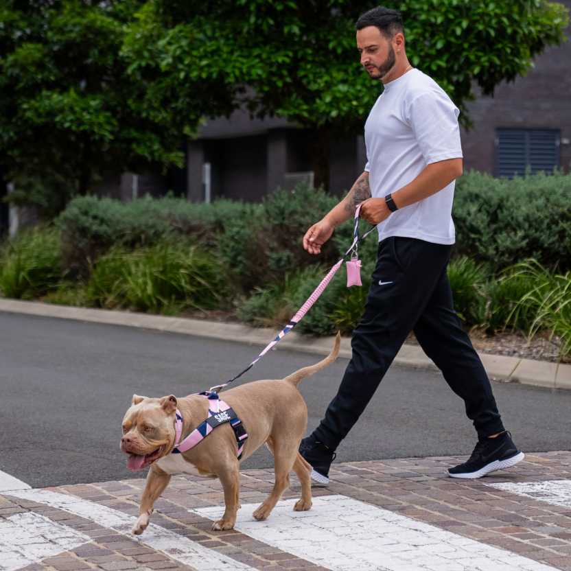 Bungee Dog Leash