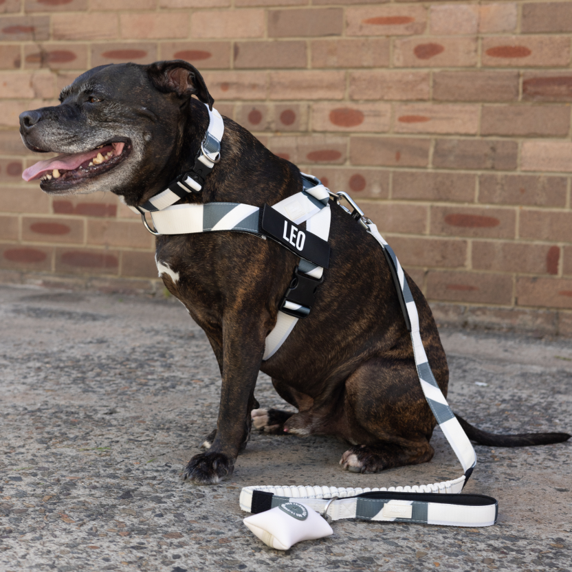 Bungee Dog Leash