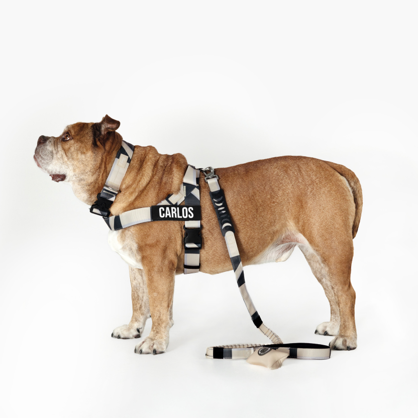 Bungee Dog Leash