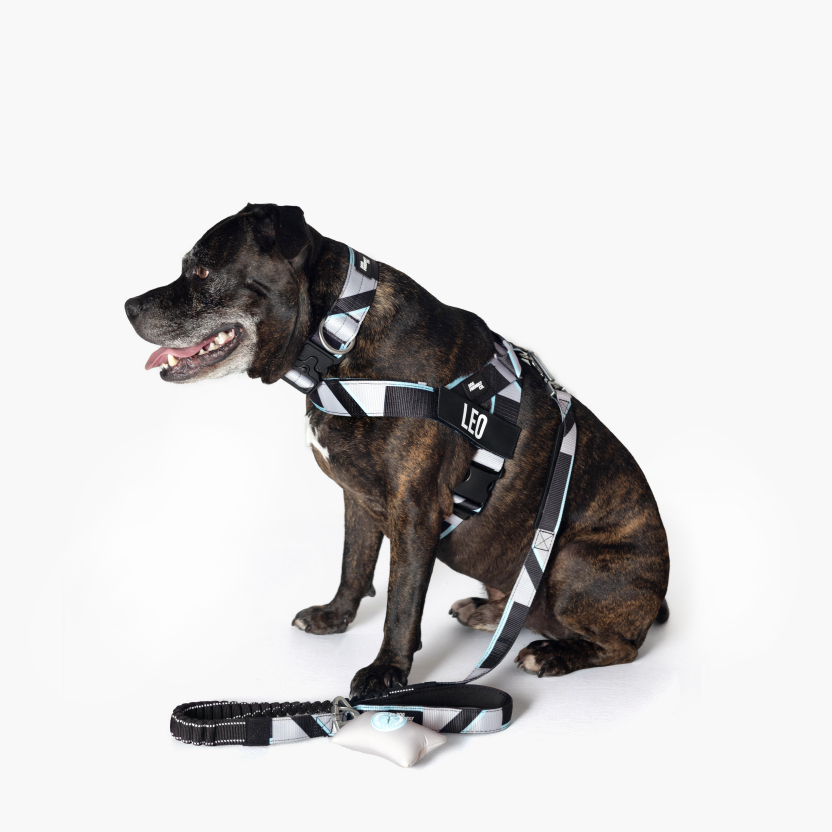 Bungee Dog Leash