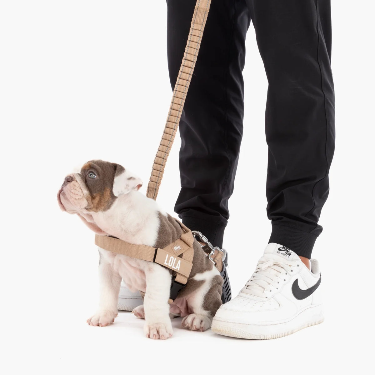 Bungee Dog Leash - Brown