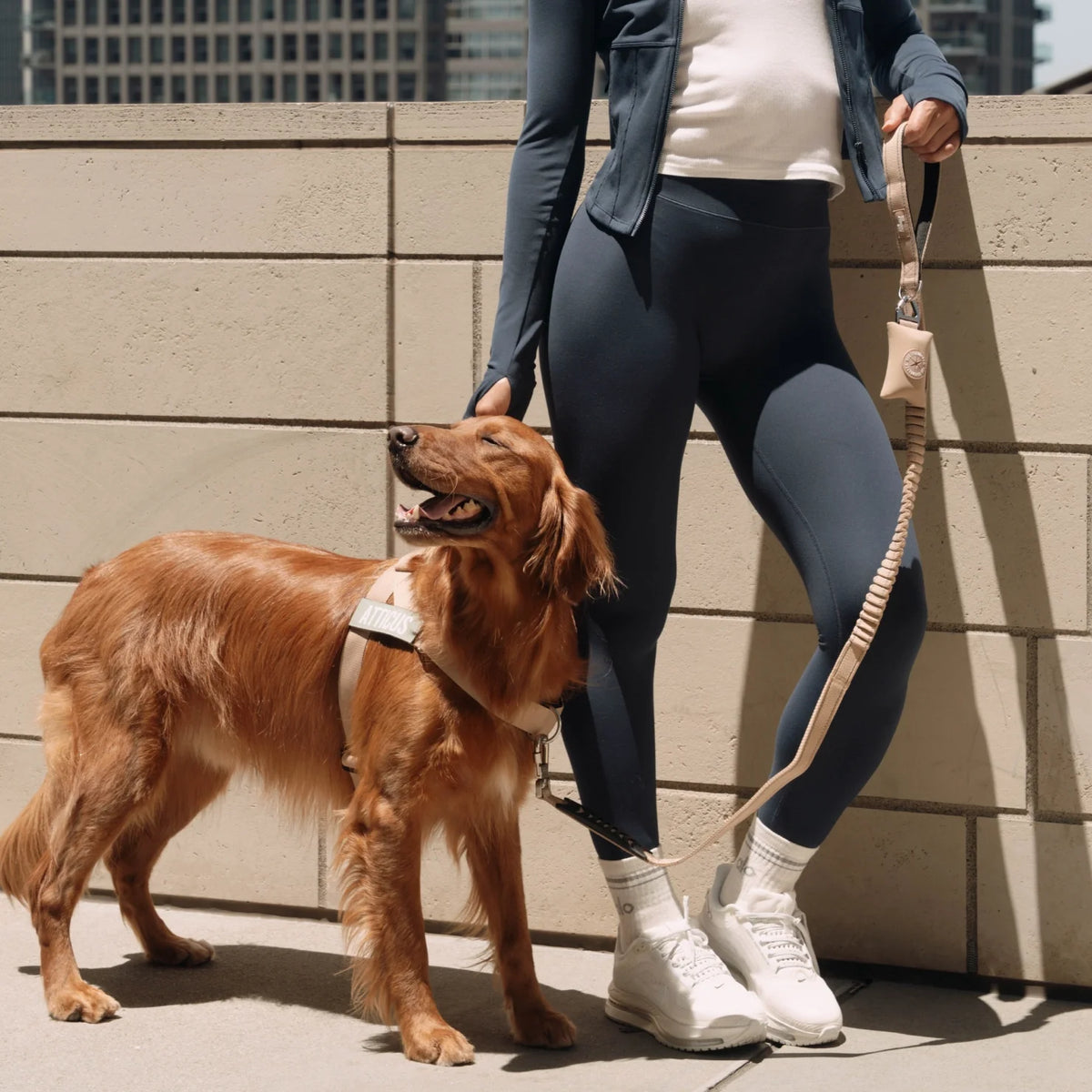 Bungee Dog Leash - Brown