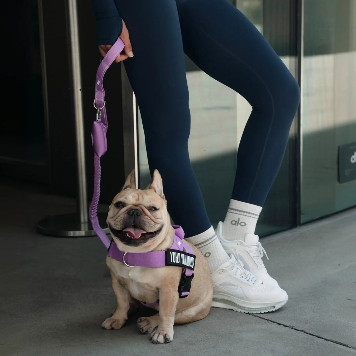Bungee Dog Leash - Purple