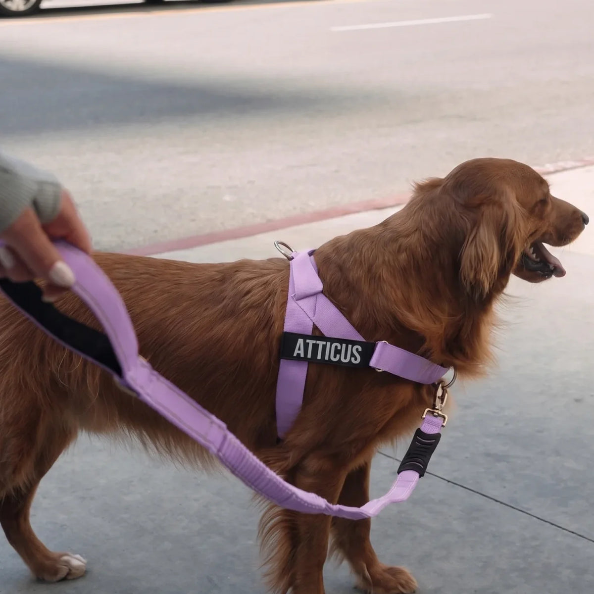 Bungee Dog Leash - Purple