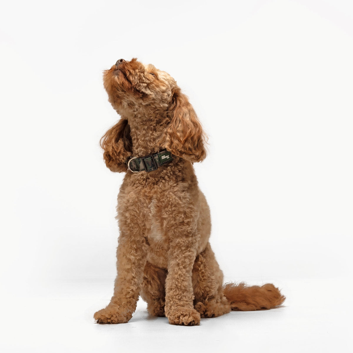 Collar Walk Set - Green Camo