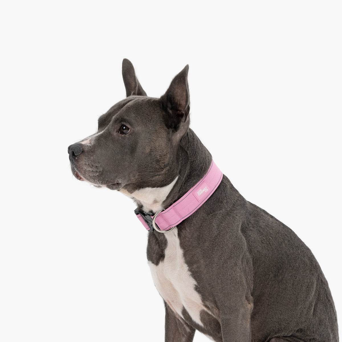 Collar Walk Set - Pink