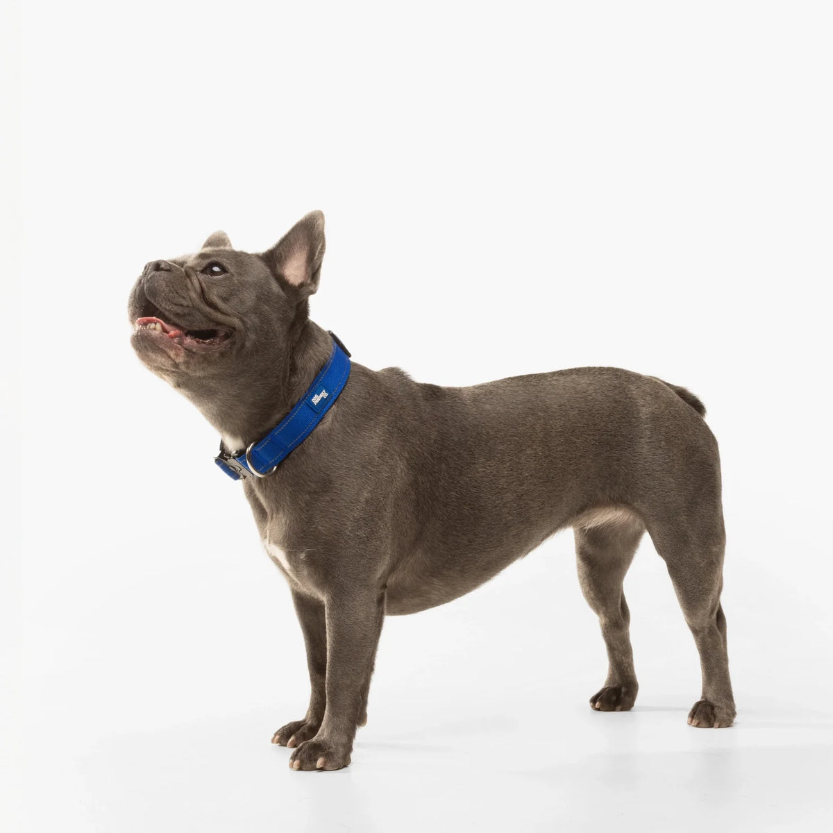 Collar Walk Set - Classic Blue