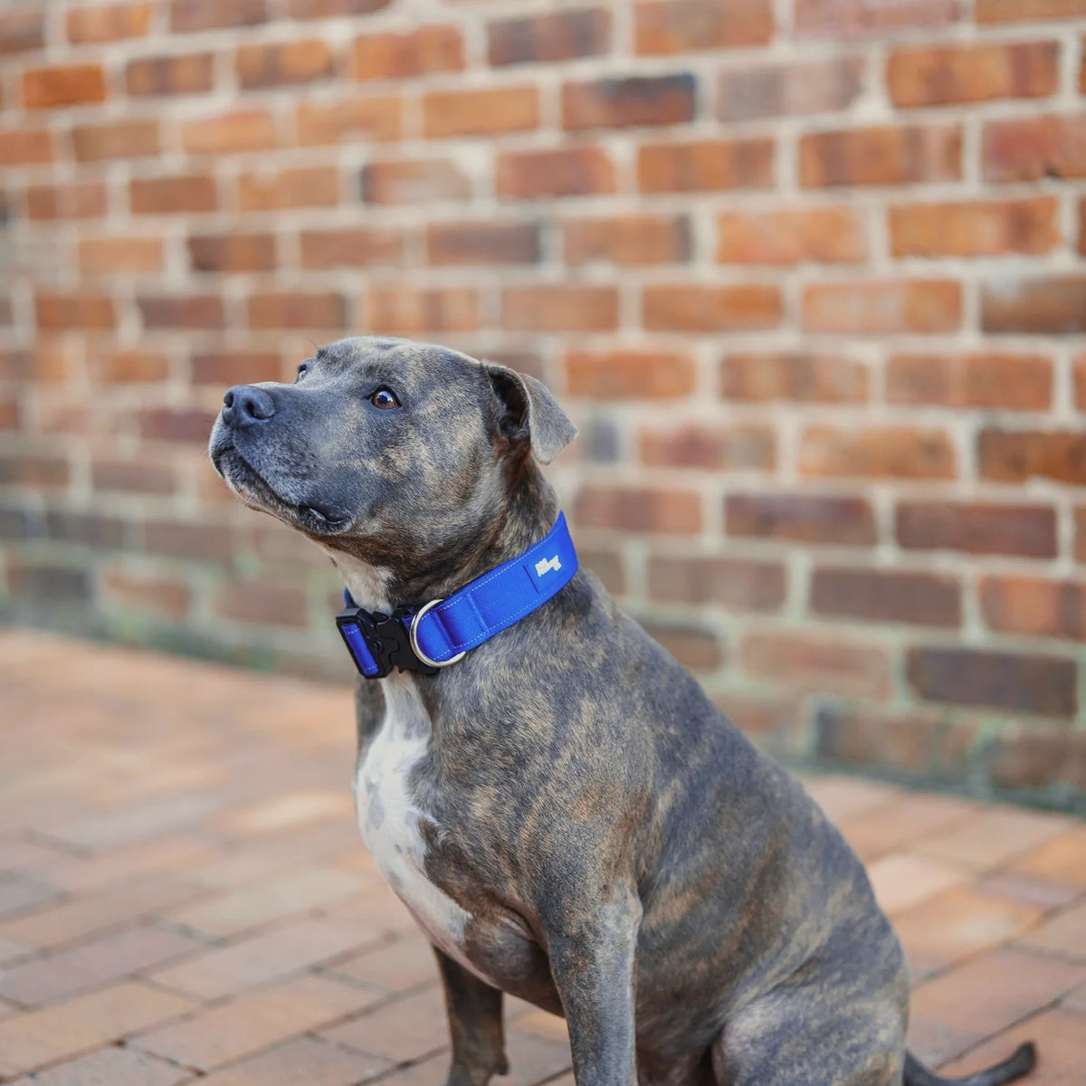 Collar Walk Set - Classic Blue