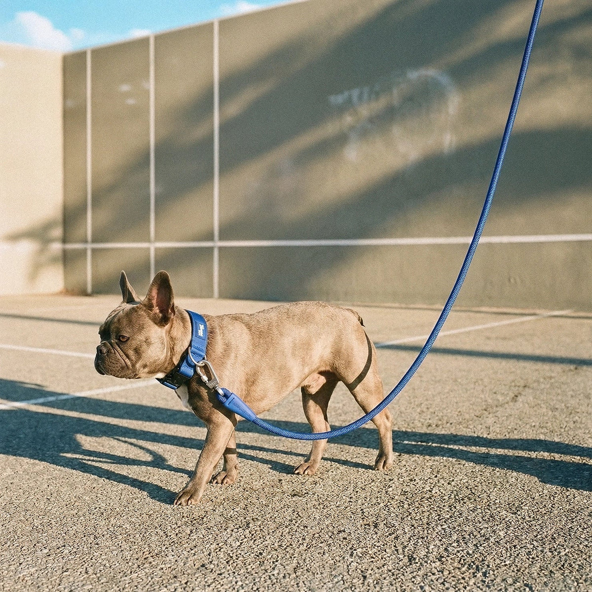 Collar Walk Set - Classic Blue