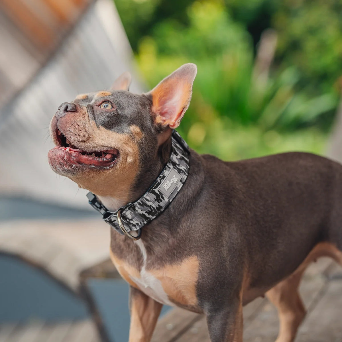 Collar Walk Set - Grey Camo