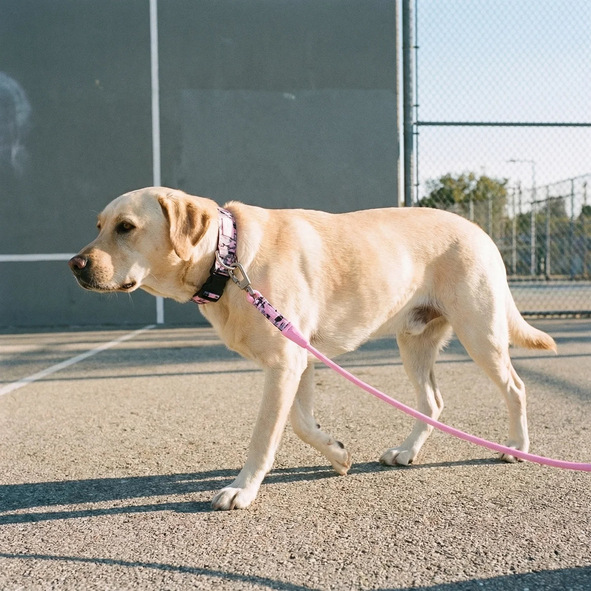Collar Walk Set - Pink Camo