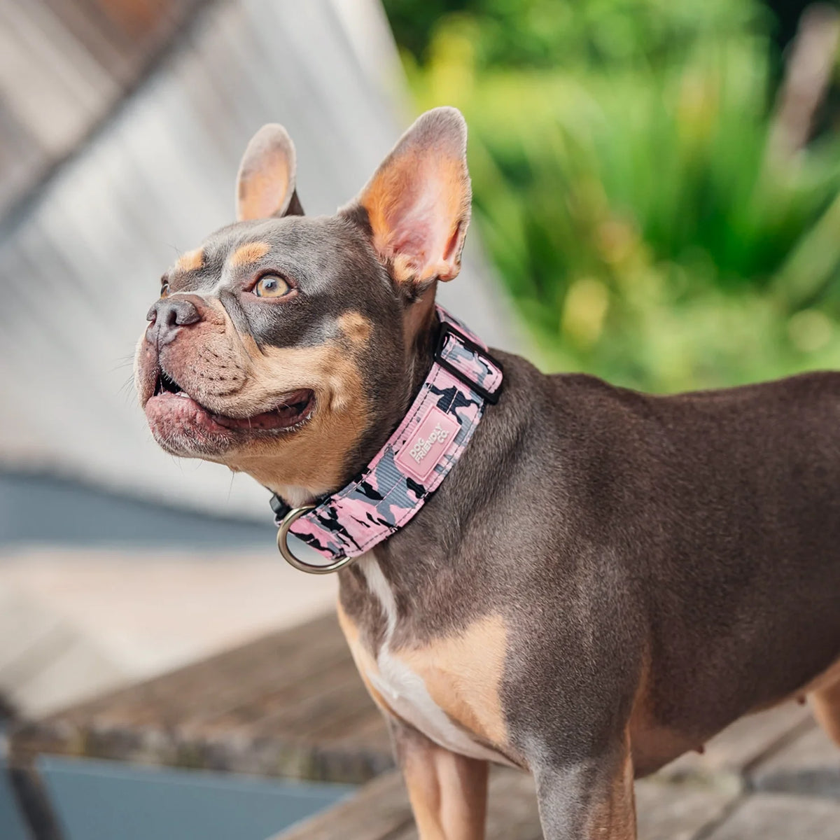 Collar Walk Set - Pink Camo