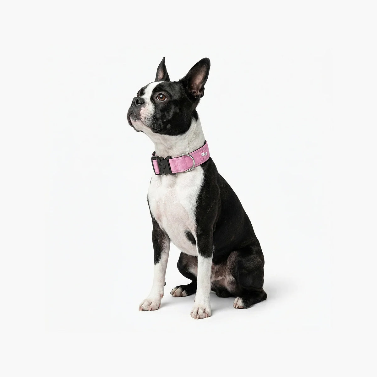 Collar Walk Set - Pink