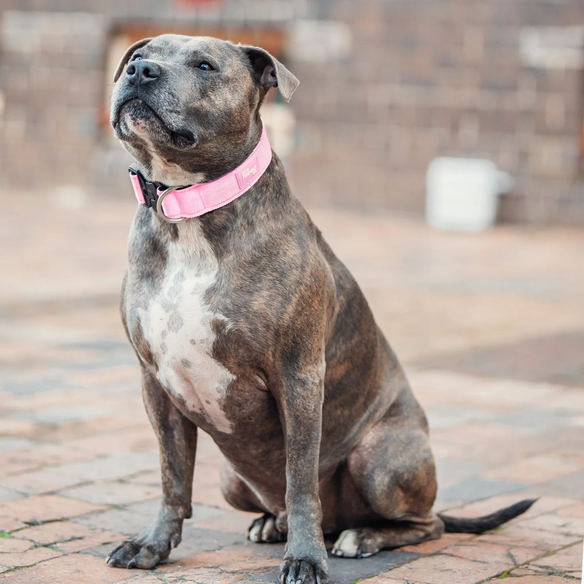 Collar Walk Set - Pink