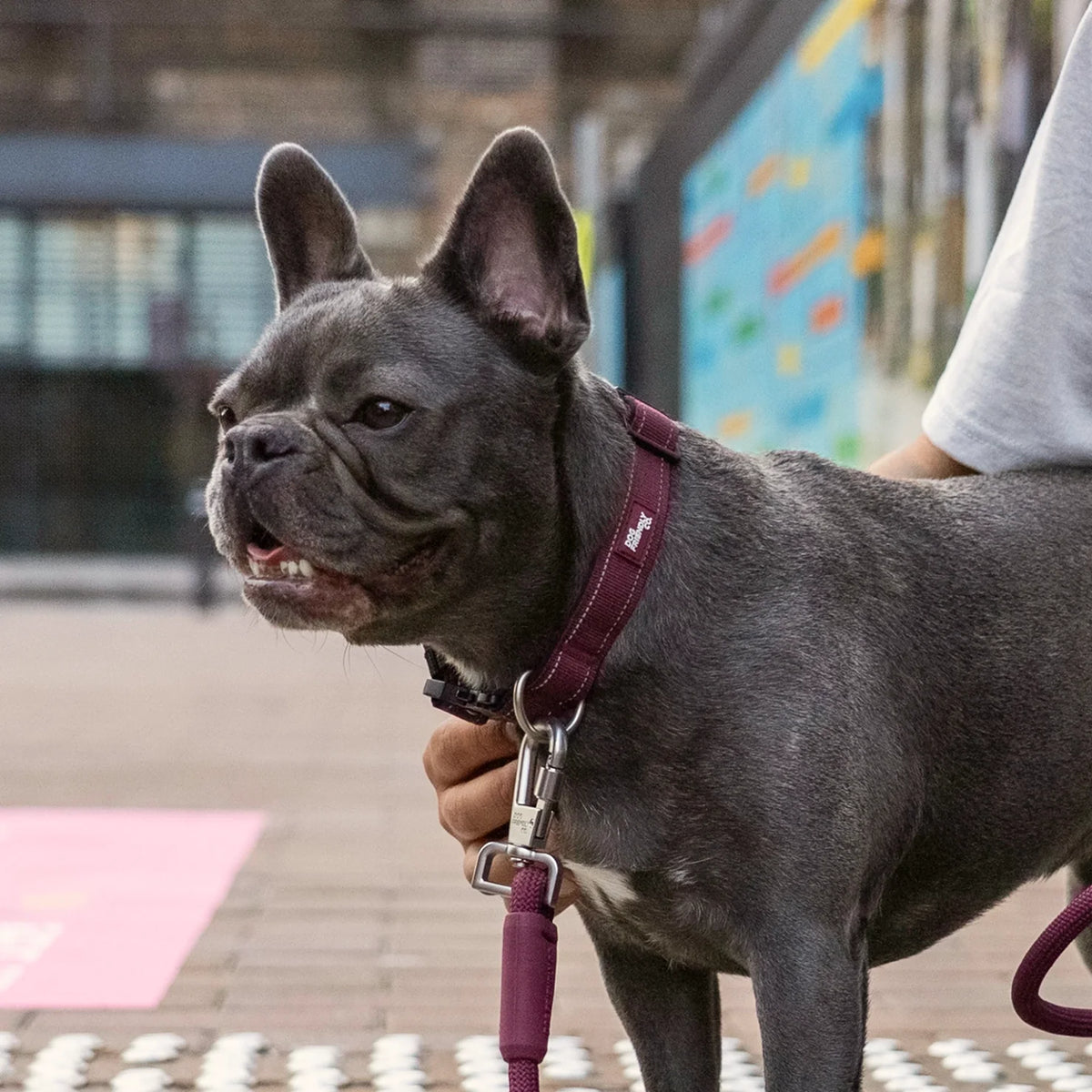 Collar Walk Set - Burgundy