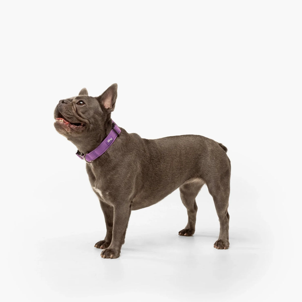 Collar Walk Set - Purple